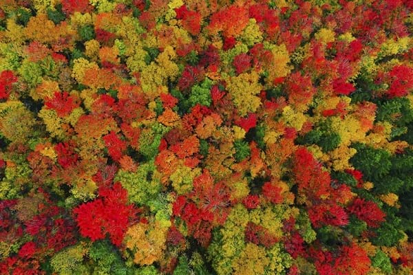 t زیبایی مناظر پاییزی در قاب تصاویر هوایی (1)
